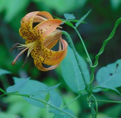 Lilium michiganense
