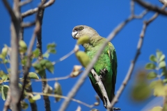 Poicephalus cryptoxanthus cryptoxanthus