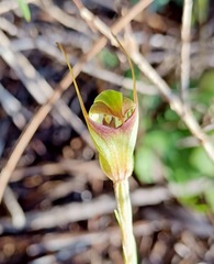 Pterostylis concinna