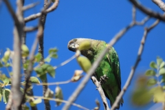 Poicephalus cryptoxanthus cryptoxanthus