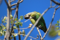 Poicephalus cryptoxanthus cryptoxanthus