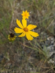 Coreopsis grandiflora inclinata