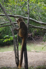 Eulemur rufifrons