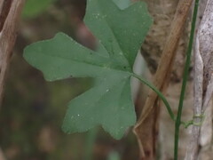 Kedrostis nana