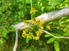 Packera schweinitziana