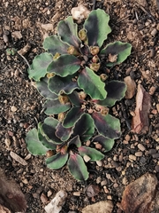 Euphorbia tuberosa