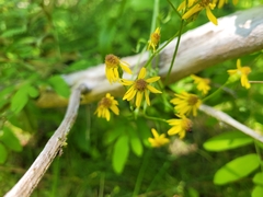 Packera schweinitziana