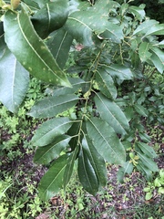 Salix lucida