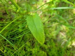 Packera schweinitziana