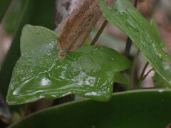 Senecio macroglossus