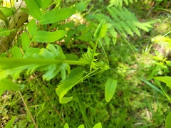 Packera schweinitziana