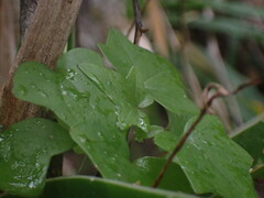 Senecio macroglossus