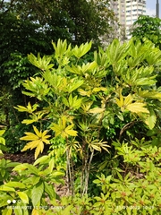 Plerandra elegantissima