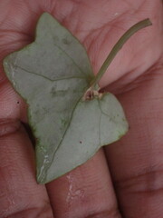 Senecio macroglossus
