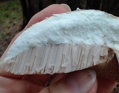 Tylopilus intermedius