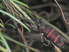 Ceroplesis orientalis