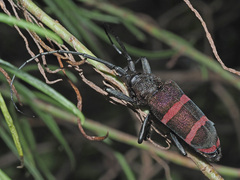Ceroplesis orientalis
