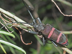 Ceroplesis orientalis