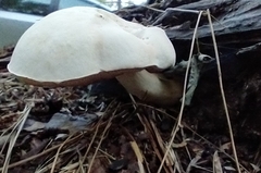 Tylopilus intermedius