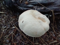 Tylopilus intermedius