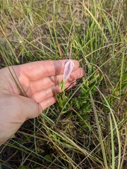 Spigelia alabamensis