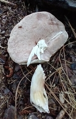 Tylopilus intermedius