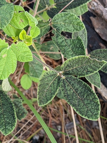 Image of Rhynchosia tomentosa by (c) Briggs Armstrong, some rights reserved (CC BY)