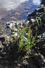 Juncus alpinoarticulatus nodulosus