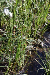 Juncus alpinoarticulatus nodulosus