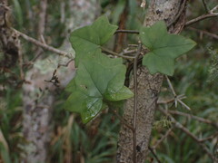 Senecio macroglossus
