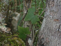 Senecio macroglossus