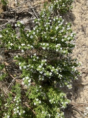 Thymus carnosus