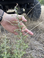 Castela erecta