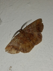 Thysanopyga apicitruncaria