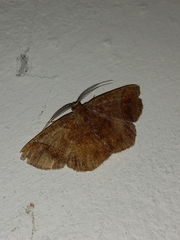 Thysanopyga apicitruncaria