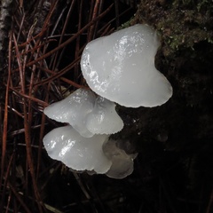 Pseudohydnum orbiculare
