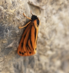 Setina aurita