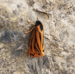 Setina aurita
