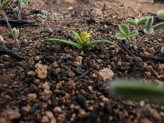 Wurmbea glassii