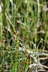 Juncus alpinoarticulatus nodulosus