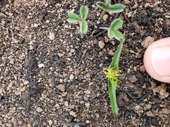 Wurmbea glassii