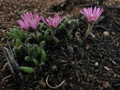 Trichodiadema occidentale