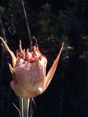Calochortus fimbriatus