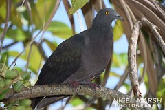 Ducula whartoni
