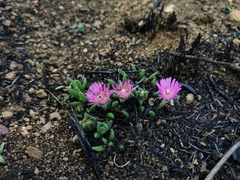 Trichodiadema occidentale