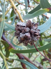 Dasineura glomerata