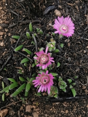 Trichodiadema occidentale