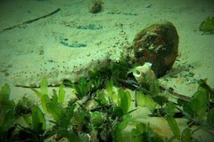 Australostichopus mollis