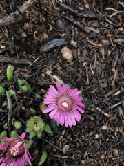 Trichodiadema occidentale