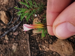 Oxalis confertifolia